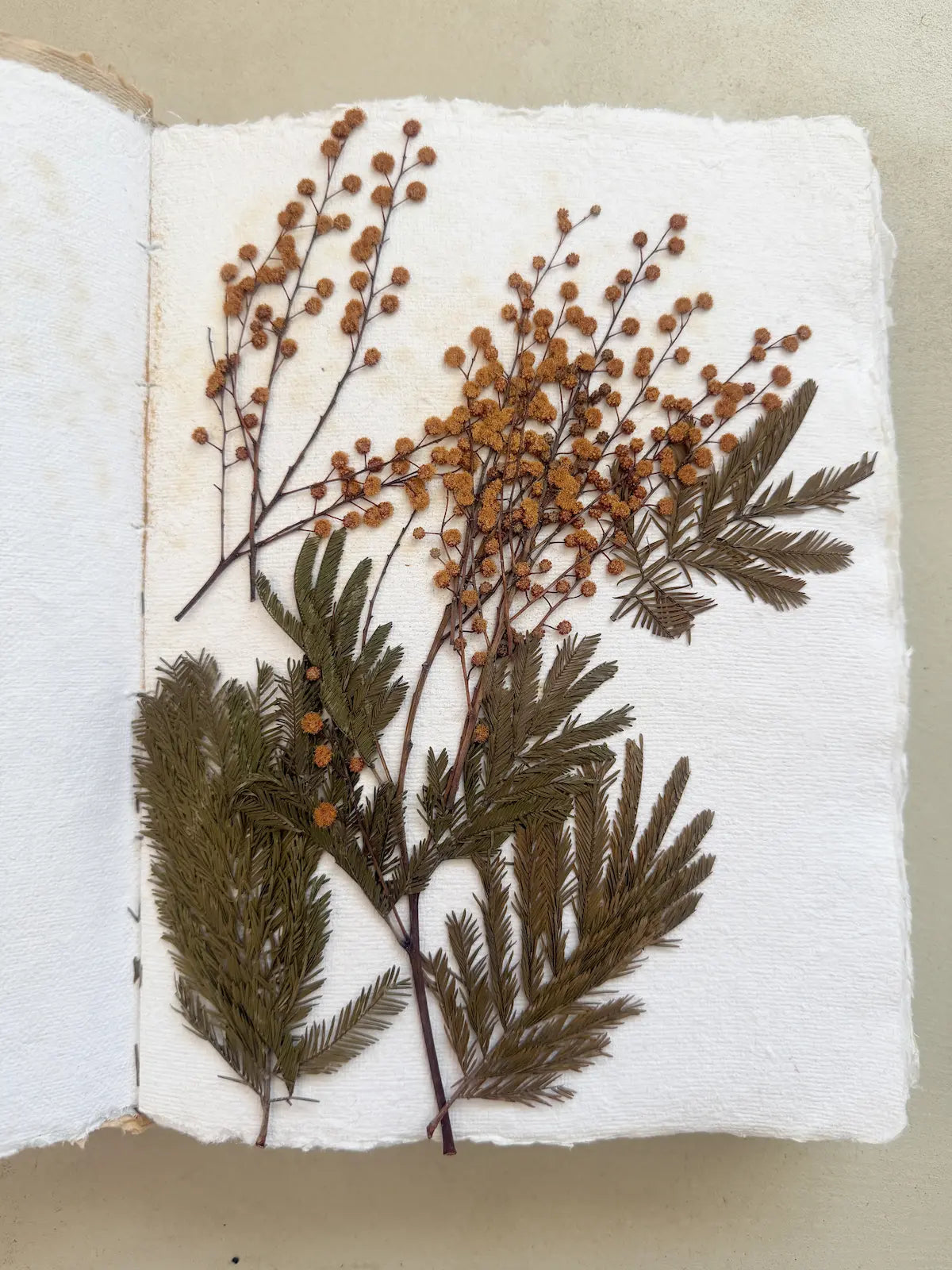 Herbier